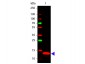 Anti-TSLP (RABBIT) Antibody